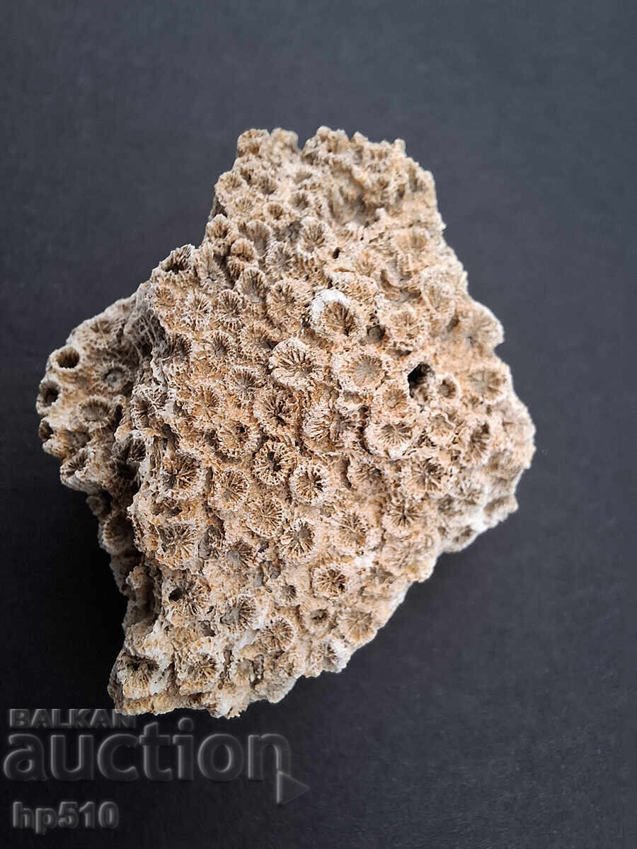 Доставка на Фосил, вкаменелост. Колониален Корал Heliastrea defrancei Доставка на Фосил, вкаменелост. Колониален Корал Heliastrea defrancei