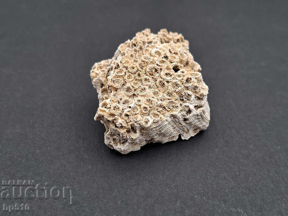 Фосил, вкаменелост. Колониален Корал Heliastrea defrancei - 5 Фосил, вкаменелост. Колониален Корал Heliastrea defrancei - 5