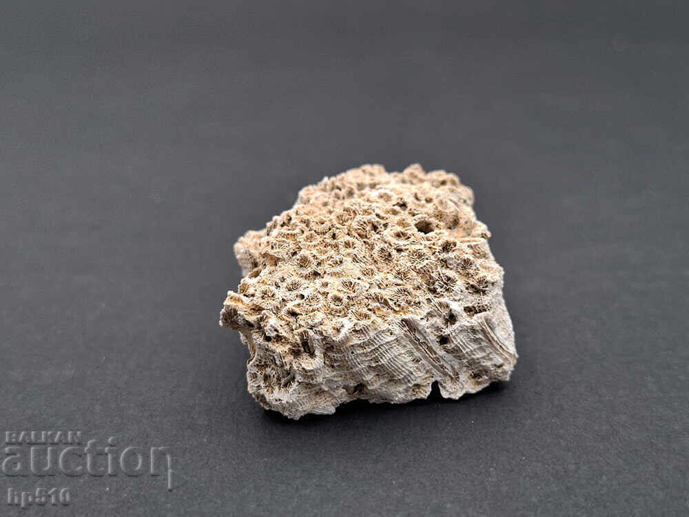 Фосил, вкаменелост. Колониален Корал Heliastrea defrancei - 6 Фосил, вкаменелост. Колониален Корал Heliastrea defrancei - 6