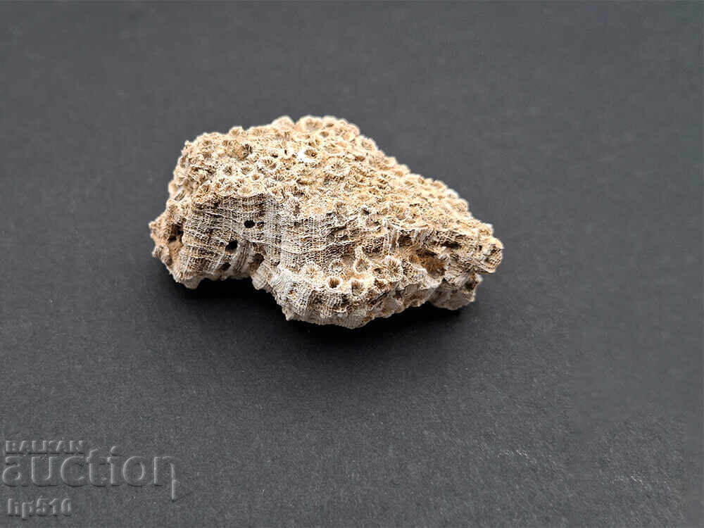 Фосил, вкаменелост. Колониален Корал Heliastrea defrancei - 7 Фосил, вкаменелост. Колониален Корал Heliastrea defrancei - 7