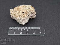 Fosil, fosilă. Coral colonial Heliastrea defrancei