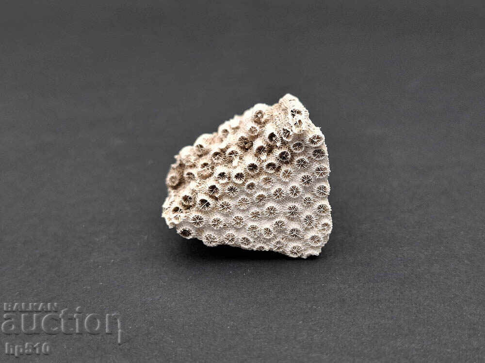 Фосил, вкаменелост. Колониален Корал Heliastrea defrancei с цена 12.00 лв. | € 6.14 Фосил, вкаменелост. Колониален Корал Heliastrea defrancei с цена 12.00 лв. | € 6.14