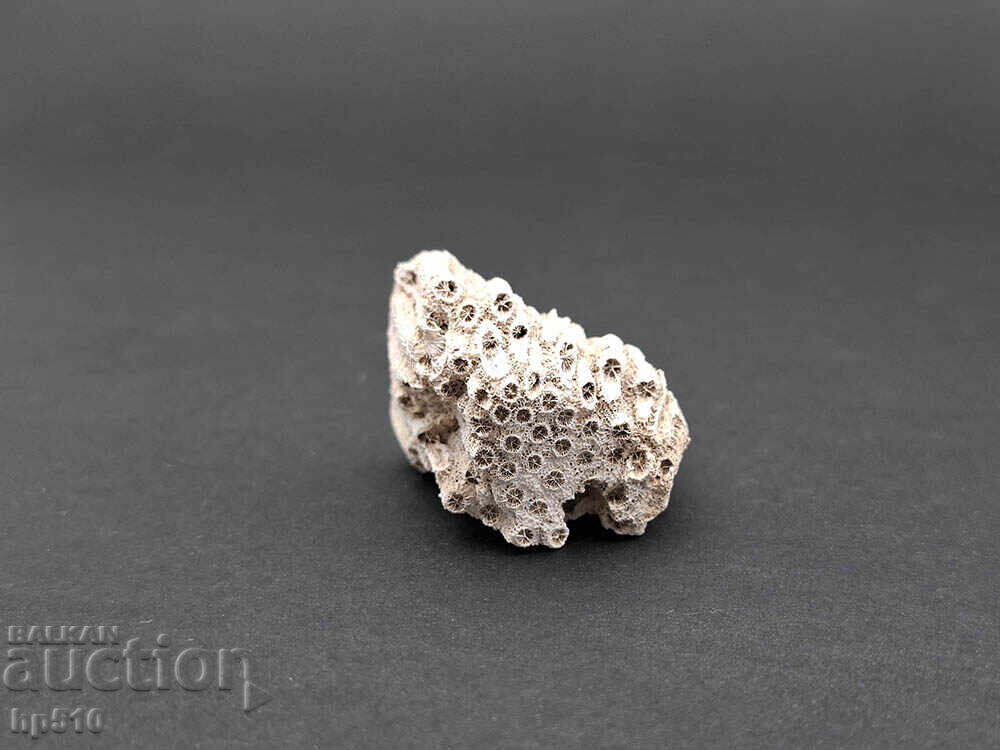 Аукцион Фосил, вкаменелост. Колониален Корал Heliastrea defrancei Аукцион Фосил, вкаменелост. Колониален Корал Heliastrea defrancei