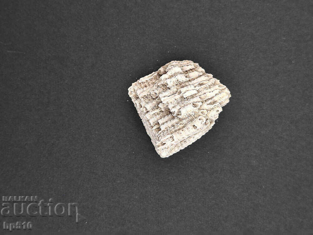 Доставка на Фосил, вкаменелост. Колониален Корал Heliastrea defrancei Доставка на Фосил, вкаменелост. Колониален Корал Heliastrea defrancei