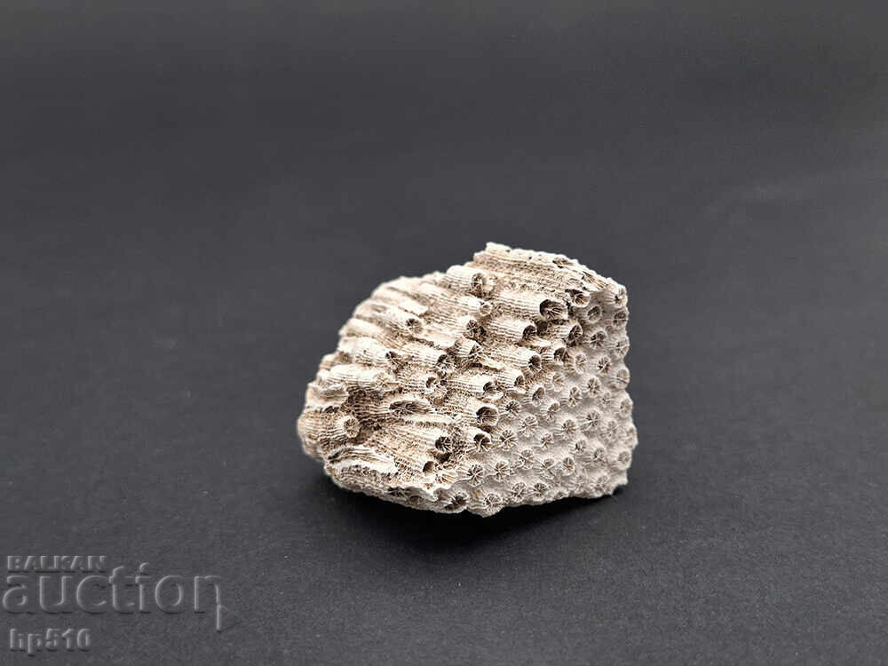 Фосил, вкаменелост. Колониален Корал Heliastrea defrancei - 5 Фосил, вкаменелост. Колониален Корал Heliastrea defrancei - 5