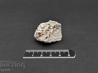 Fosil, fosilă. Coral colonial Heliastrea defrancei