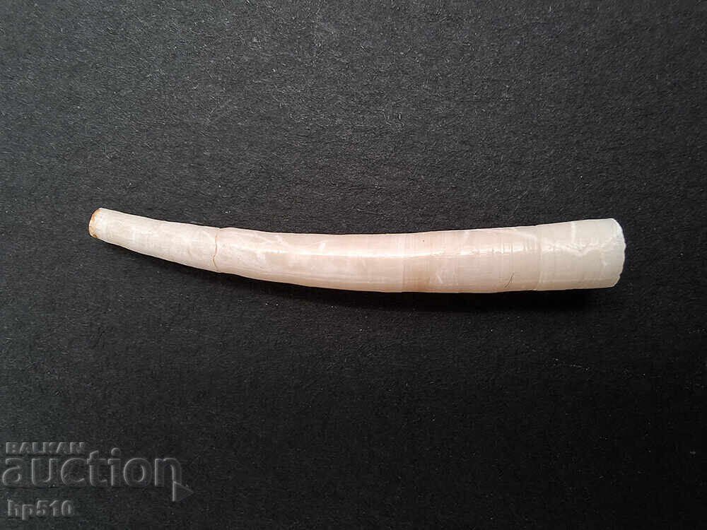 Доставка на Фосил, вкаменелост. Морско мекотело Dentalium sp. Доставка на Фосил, вкаменелост. Морско мекотело Dentalium sp.