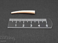 Fosil, fosilă. Moluscă marină Dentalium sp