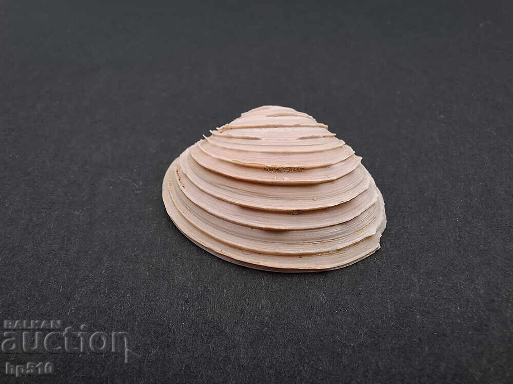 Fosil, fosilă. Mida Venus multilamella cu preț 8.00 BGN | € 4.09