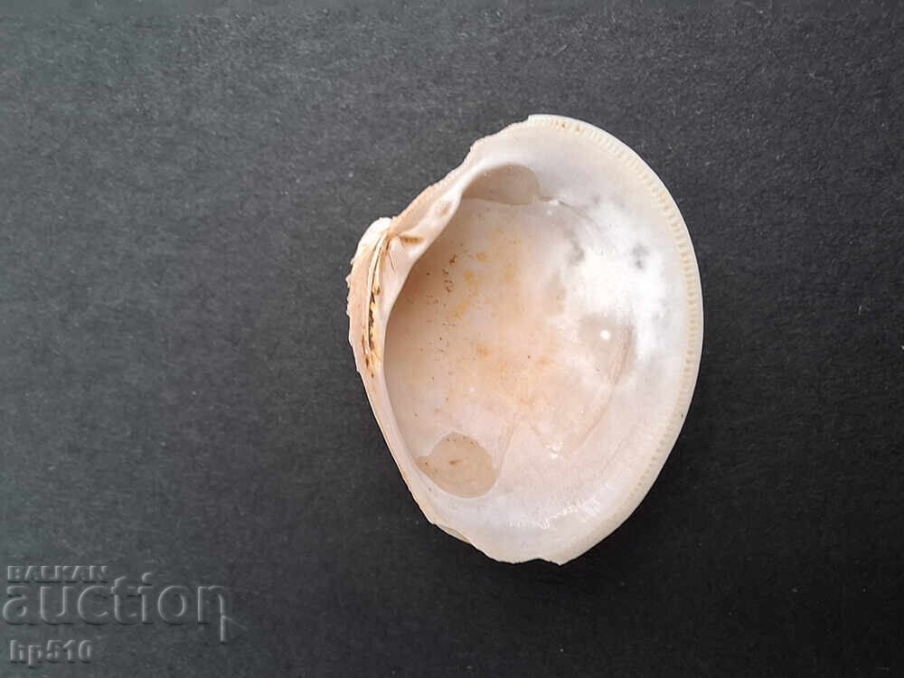 Fosil, fosilă. Mida Venus multilamella - 6