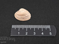 Fosil, fosilă. Mida Venus multilamella