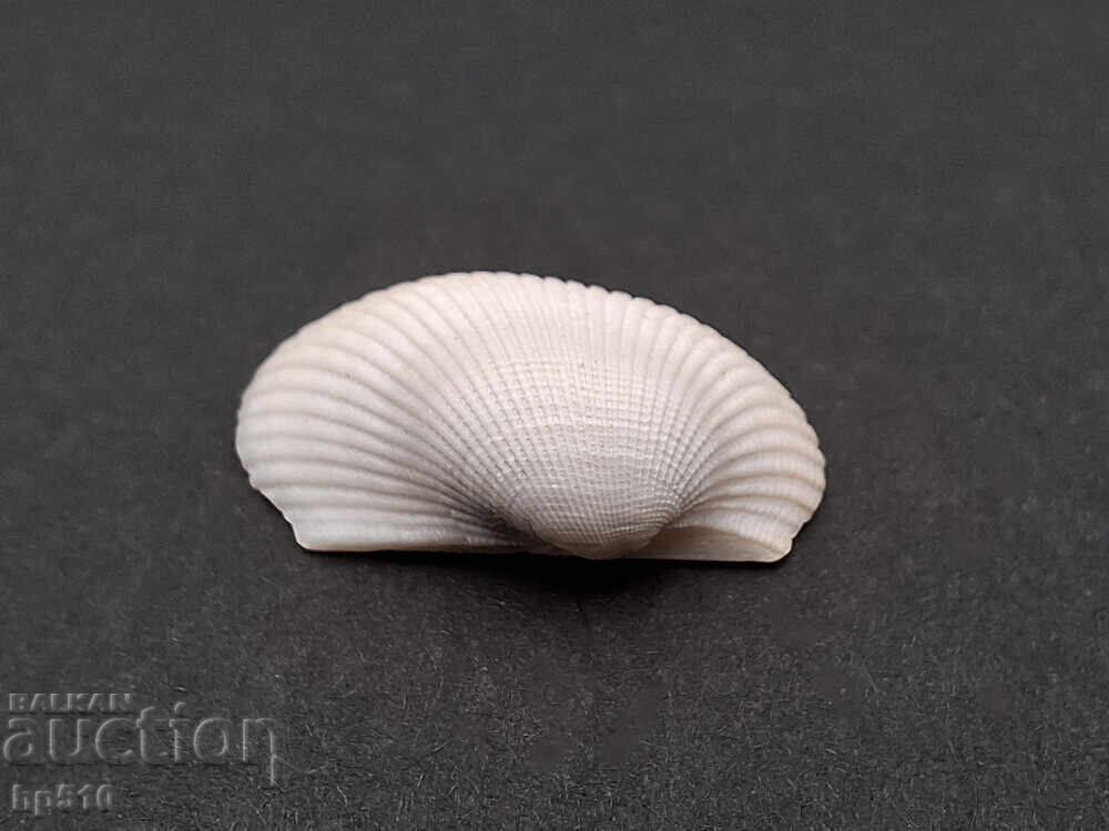 Fossil. Saltwater clam Anadara diluvii with price 6.00 BGN | € 3.07 Fossil. Saltwater clam Anadara diluvii with price 6.00 BGN | € 3.07