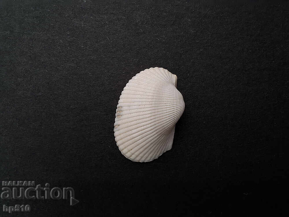 Auction Fossil. Saltwater clam Anadara diluvii Auction Fossil. Saltwater clam Anadara diluvii