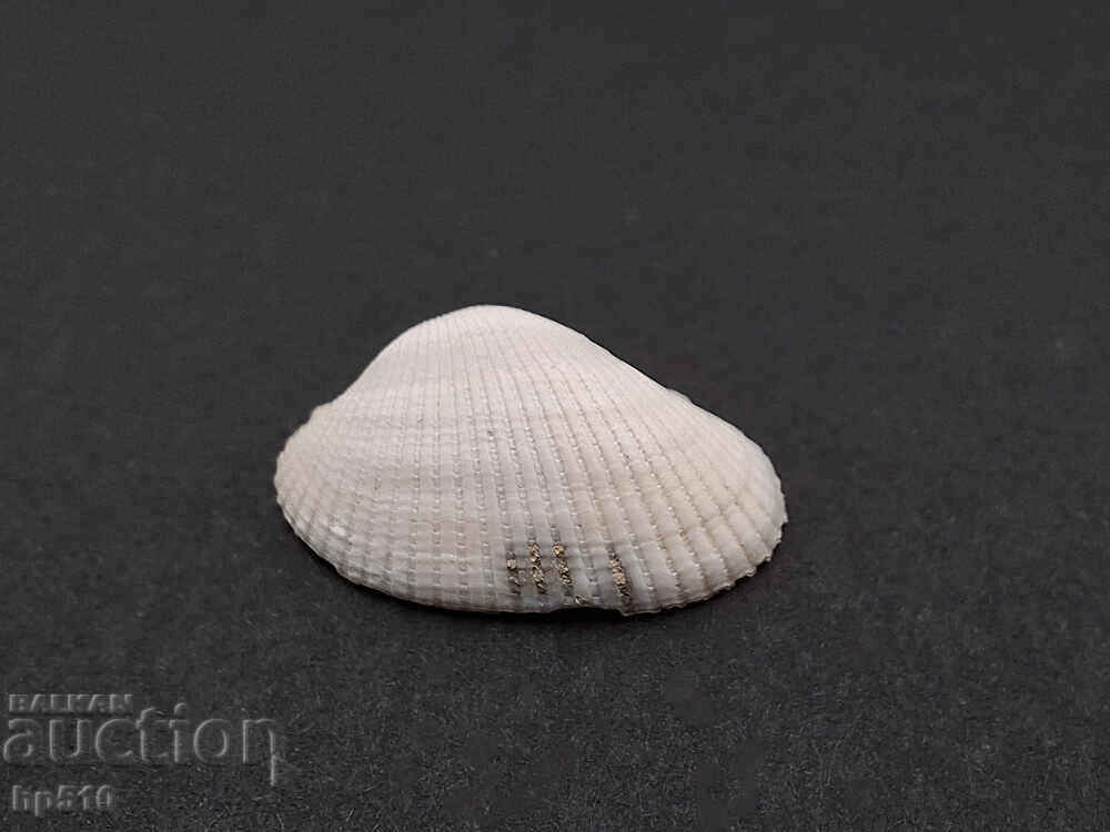Fossil. Saltwater clam Anadara diluvii - 5 Fossil. Saltwater clam Anadara diluvii - 5