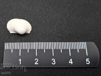 Fosil, fosilă. Scoică marină Anadara diluvii