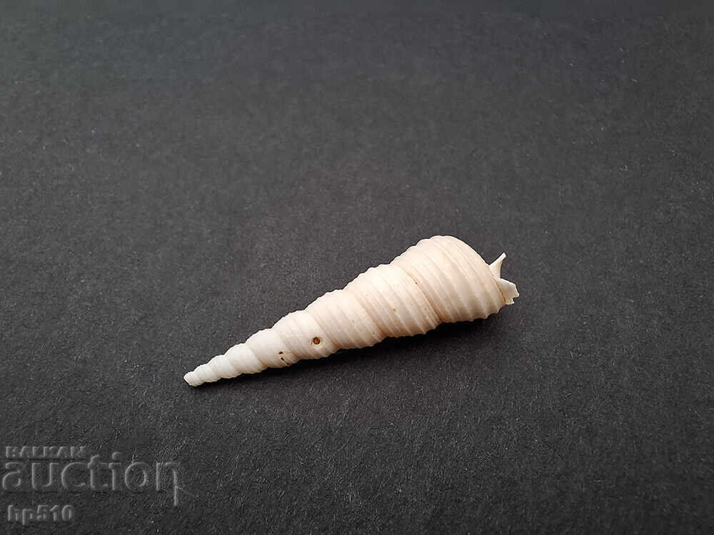 Fossil, fossil. Sea snail Turritella sp with price 8.00 BGN | € 4.09