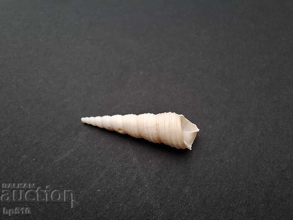 Auction  Fossil, fossil. Sea snail Turritella sp