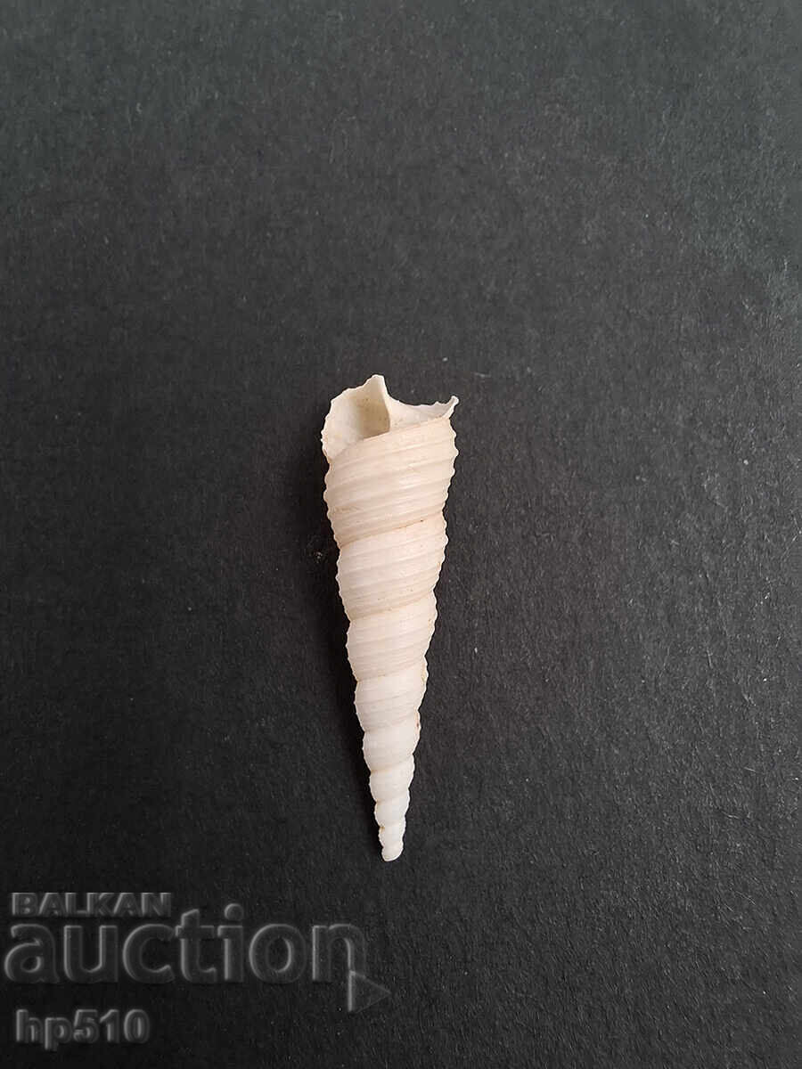 Fossil, fossil. Sea snail Turritella sp - 7