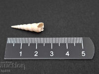 Απολίθωμα, απολιθωμένο. Θαλάσσιο σαλιγκάρι Turritella sp