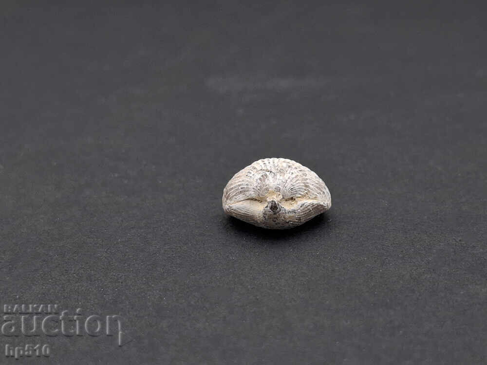 Απολίθωμα Φώσιλ. Βραχιόποδο με τιμή 9.00 BGN | € 4.60 Απολίθωμα Φώσιλ. Βραχιόποδο με τιμή 9.00 BGN | € 4.60