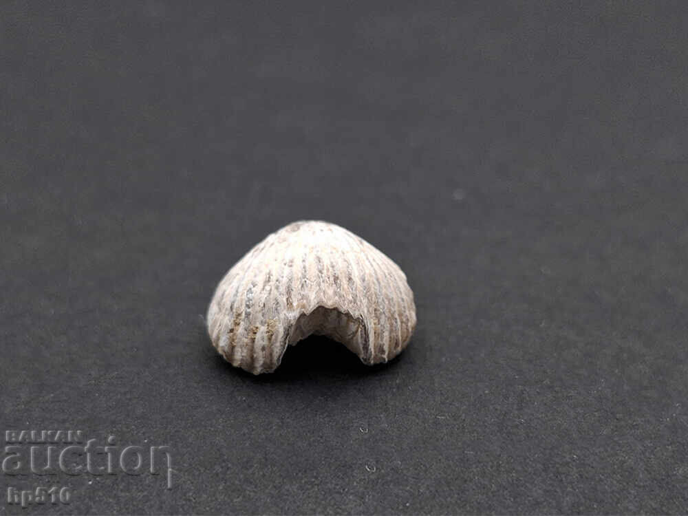 Δημοπρασία Απολίθωμα Φώσιλ. Βραχιόποδο Δημοπρασία Απολίθωμα Φώσιλ. Βραχιόποδο