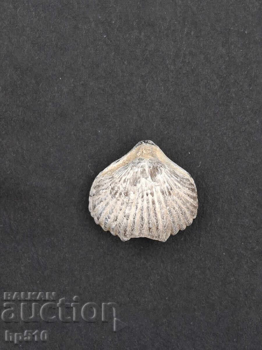 Παράδοση Απολίθωμα Φώσιλ. Βραχιόποδο Παράδοση Απολίθωμα Φώσιλ. Βραχιόποδο