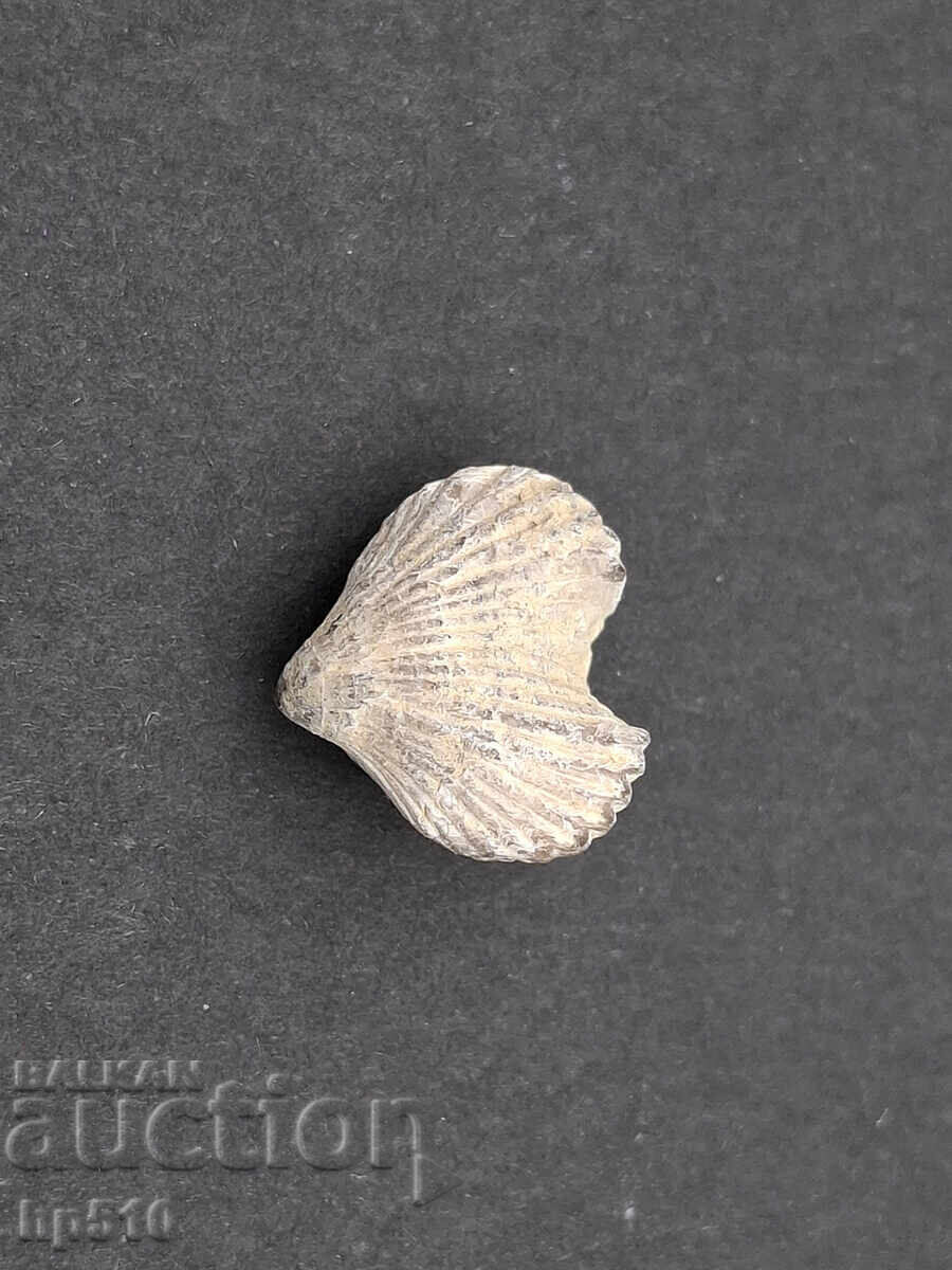 Απολίθωμα Φώσιλ. Βραχιόποδο - 5 Απολίθωμα Φώσιλ. Βραχιόποδο - 5