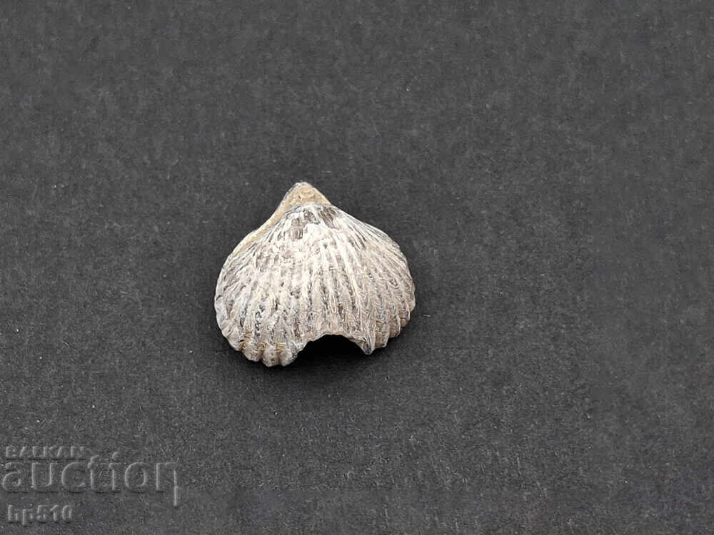 Απολίθωμα Φώσιλ. Βραχιόποδο - 7 Απολίθωμα Φώσιλ. Βραχιόποδο - 7