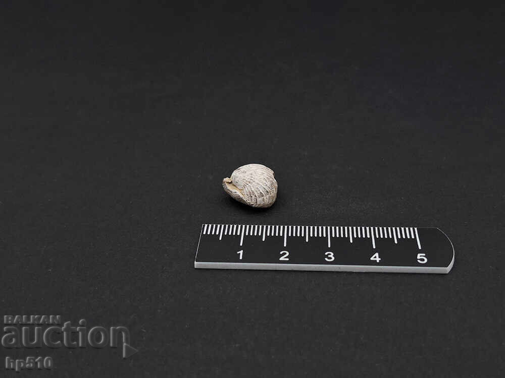 Απολίθωμα Φώσιλ. Βραχιόποδο Απολίθωμα Φώσιλ. Βραχιόποδο