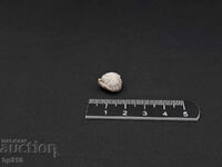 Fosil, fosilă. Brahiopod