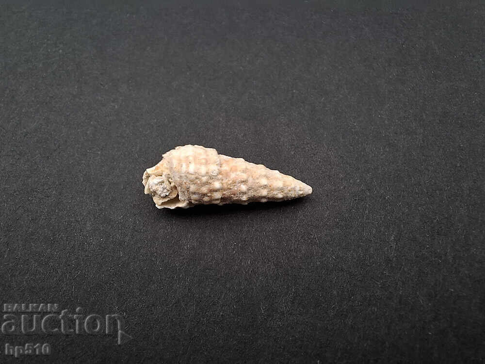 Απολίθωμα Φώσιλ. Θαλάσσιο σαλιγκάρι Cerithium sp με τιμή 7.00 BGN | € 3.58