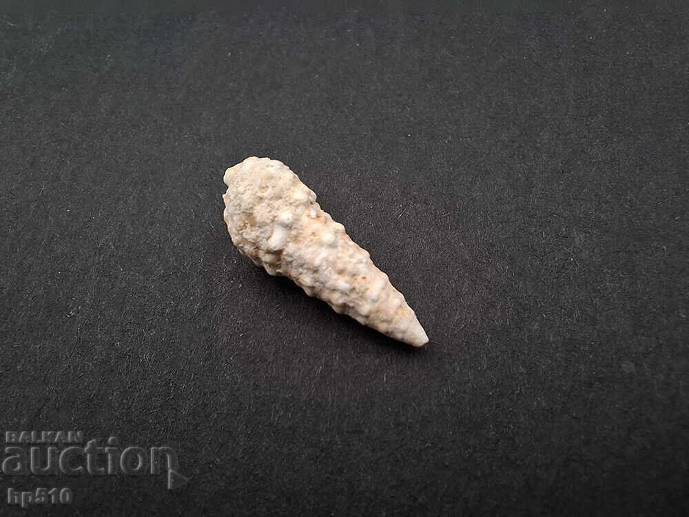 Απολίθωμα Φώσιλ. Θαλάσσιο σαλιγκάρι Cerithium sp - 5