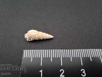 Fosil, fosilă. Melc de mare Cerithium sp