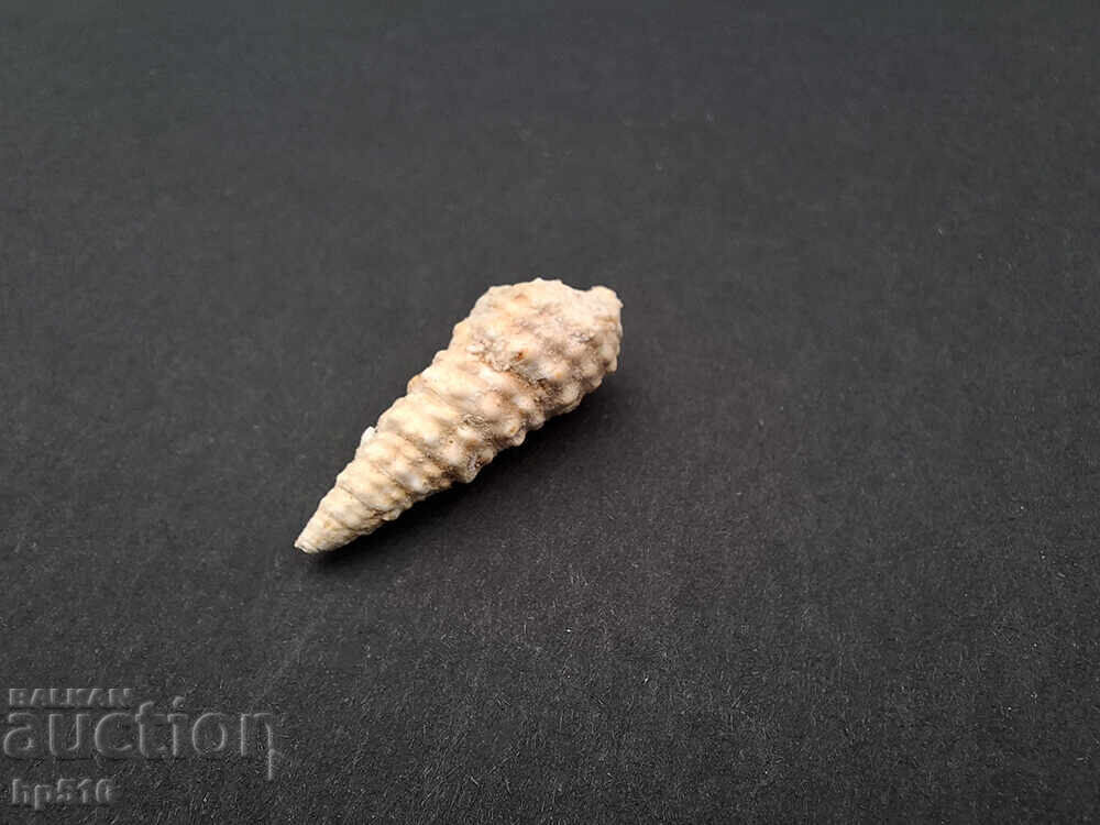 Fosil, fosilă. Melc de mare Cerithium sp cu preț 8.00 BGN | € 4.09