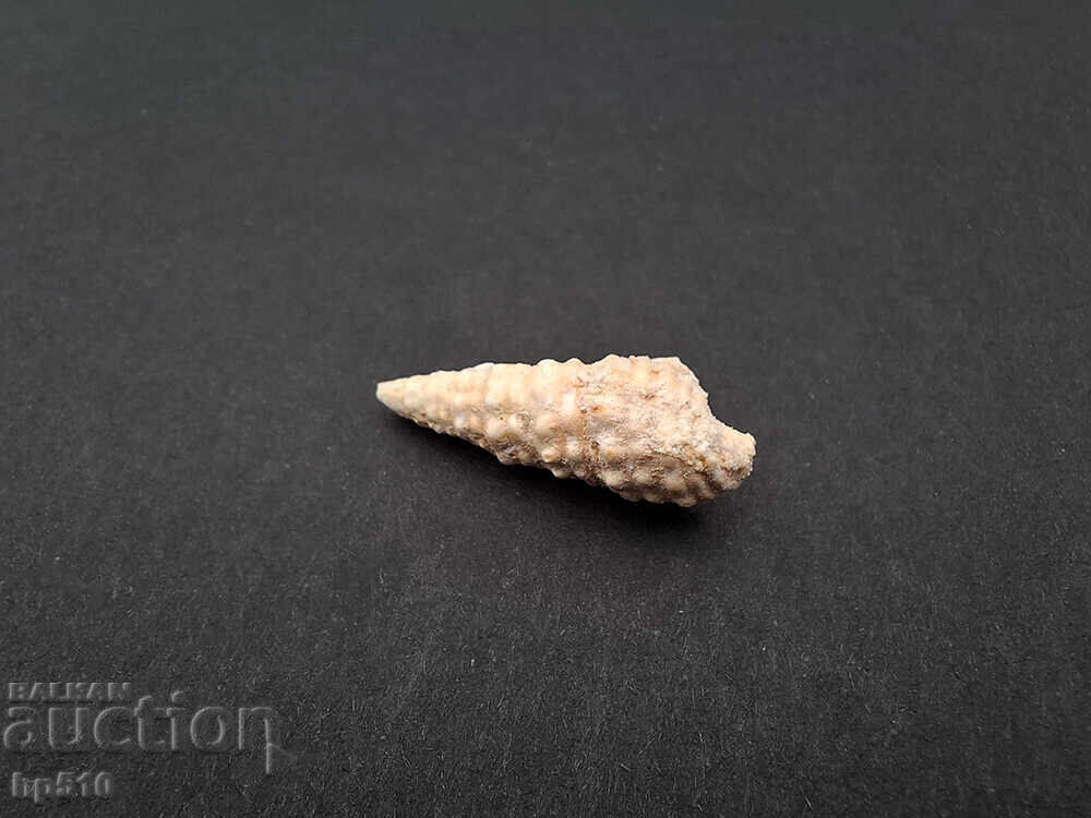Licitație Fosil, fosilă. Melc de mare Cerithium sp