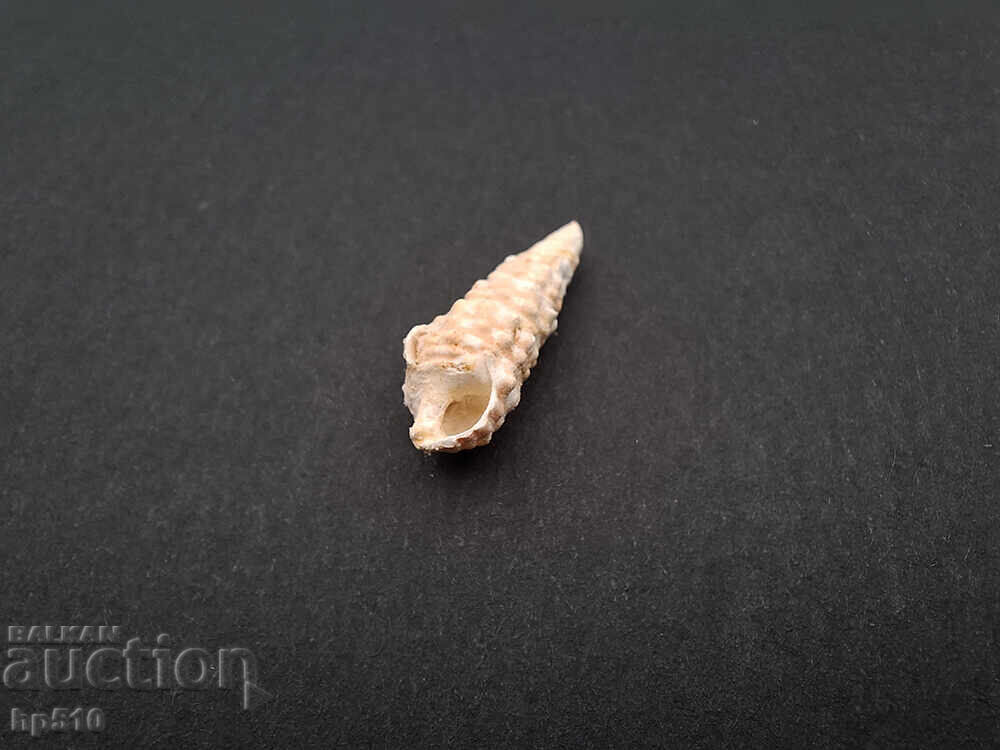 Livrarea Fosil, fosilă. Melc de mare Cerithium sp