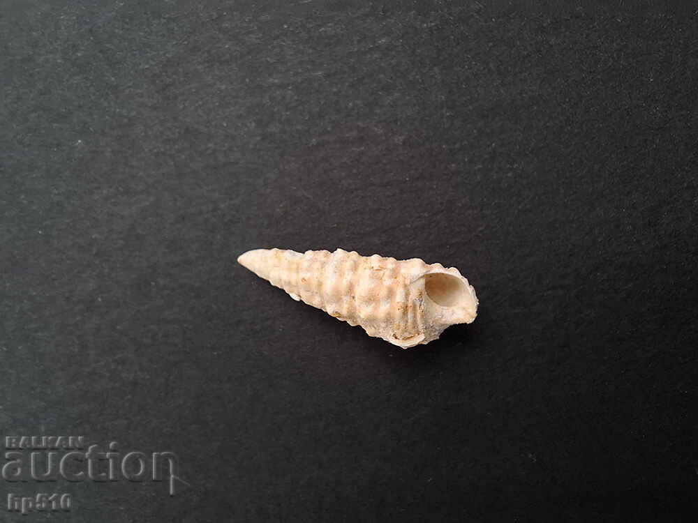 Fosil, fosilă. Melc de mare Cerithium sp - 5