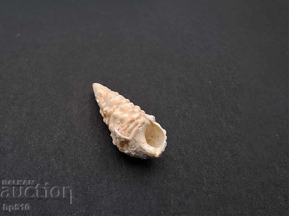 Fosil, fosilă. Melc de mare Cerithium sp - 6