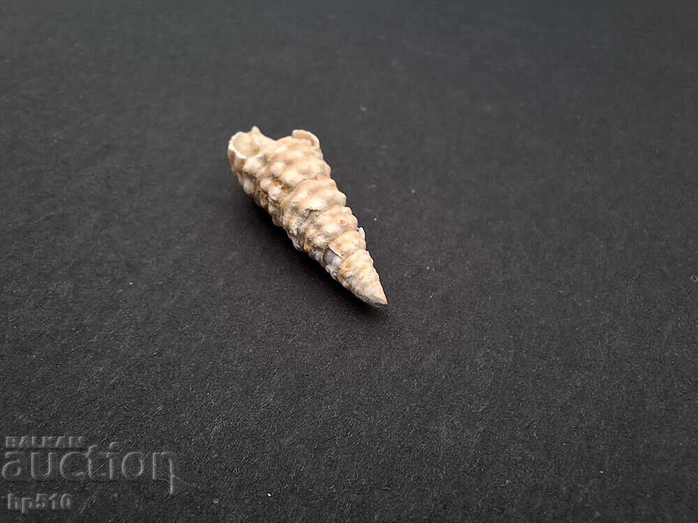Fosil, fosilă. Melc de mare Cerithium sp - 7
