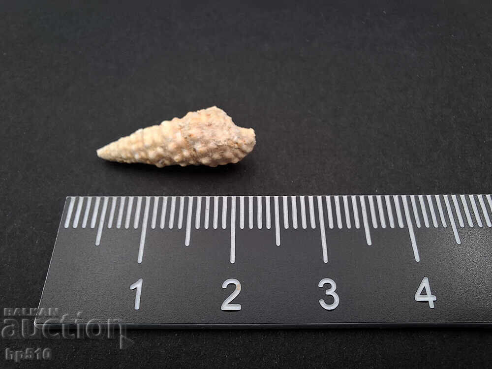 Fosil, fosilă. Melc de mare Cerithium sp