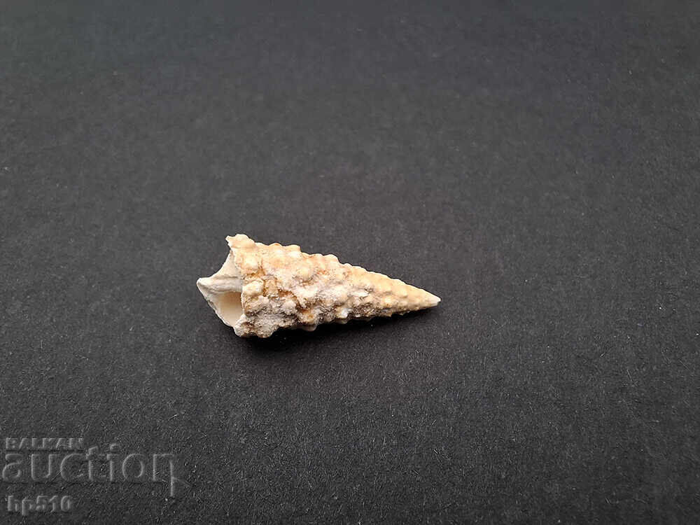 Fosil, fosilă. Melc de mare Cerithium sp cu preț 7.00 BGN | € 3.58 Fosil, fosilă. Melc de mare Cerithium sp cu preț 7.00 BGN | € 3.58