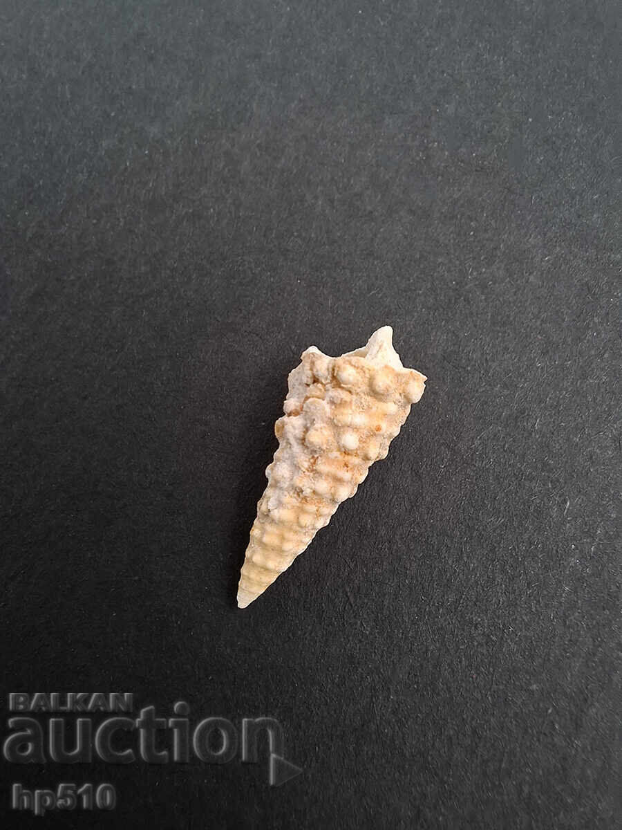 Livrarea Fosil, fosilă. Melc de mare Cerithium sp Livrarea Fosil, fosilă. Melc de mare Cerithium sp