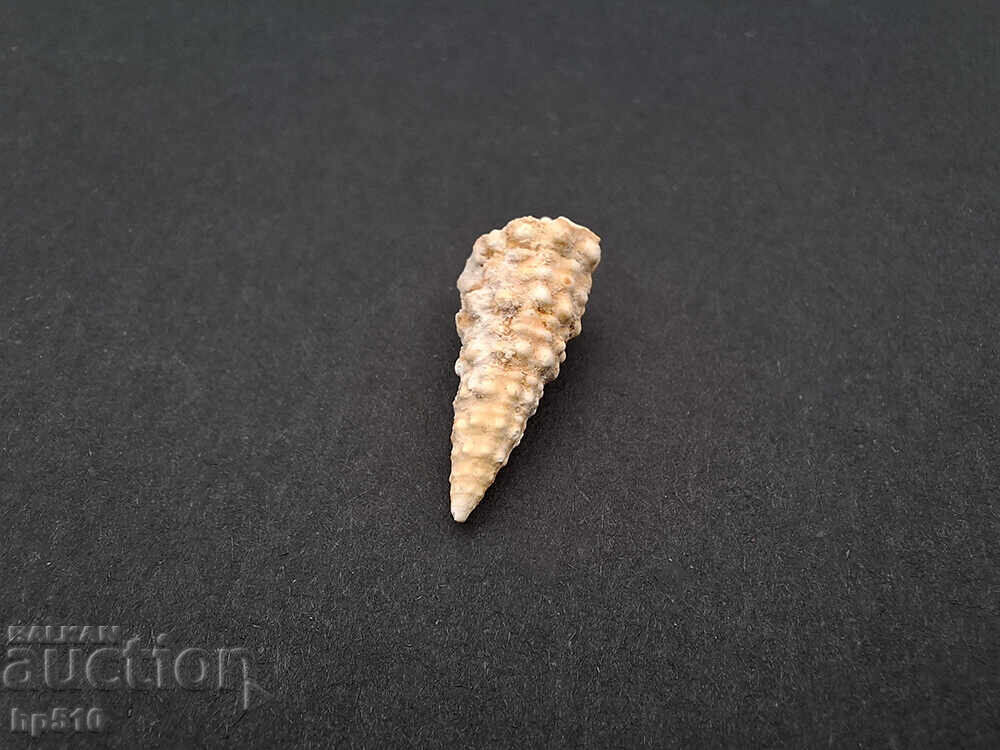 Fosil, fosilă. Melc de mare Cerithium sp - 5 Fosil, fosilă. Melc de mare Cerithium sp - 5