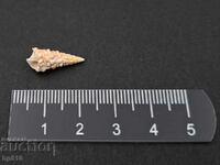 Fosil, fosilă. Melc de mare Cerithium sp