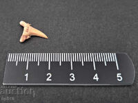 Fosil, fosilă. Dinte de rechin Otodus Obliquus