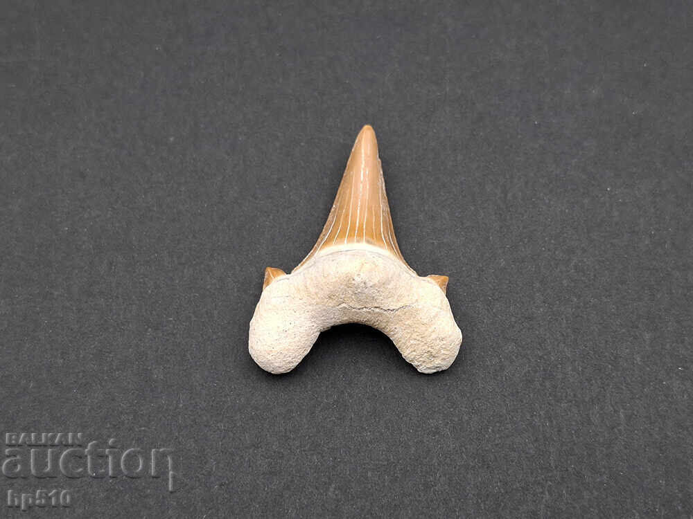 Fossil, petrification. Shark tooth of Otodus Obliquus with price 20.00 BGN | € 10.23