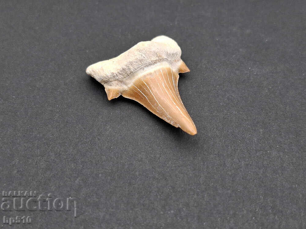 Auction  Fossil, petrification. Shark tooth of Otodus Obliquus
