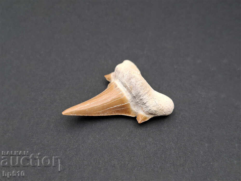 Delivery of Fossil, petrification. Shark tooth of Otodus Obliquus