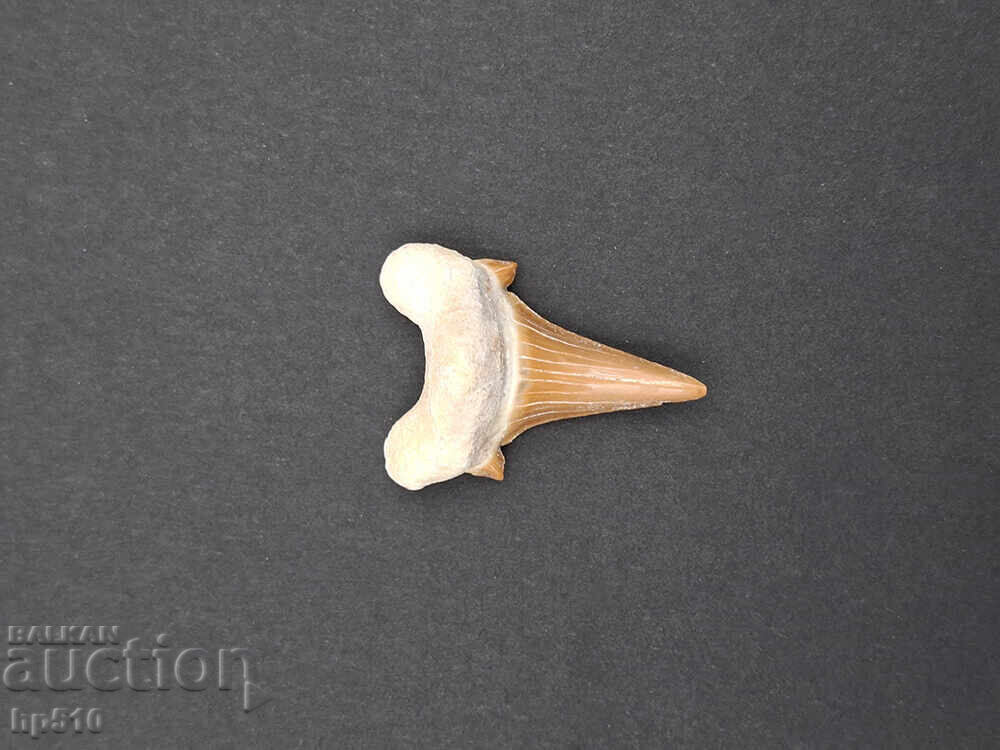 Fossil, petrification. Shark tooth of Otodus Obliquus - 5