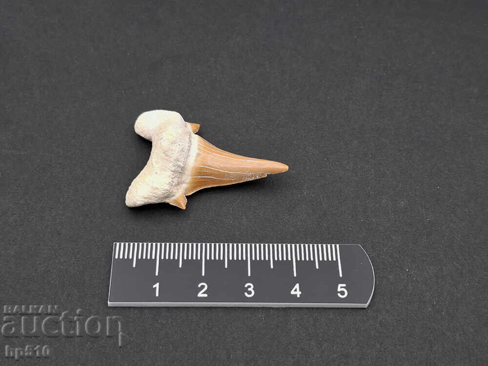 Fossil, petrification. Shark tooth of Otodus Obliquus
